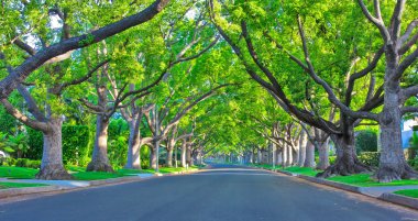 Beverly Hills Caddesi