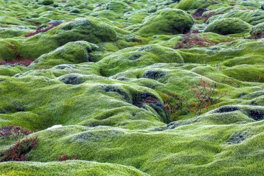 Green lava fields clipart