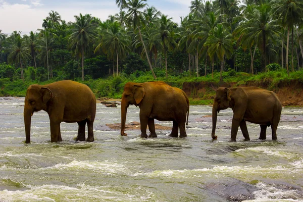 Elefantes que atravessam o rio — Fotografia de Stock