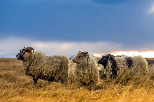 Eine Schafherde auf einem Feld — Stockfoto