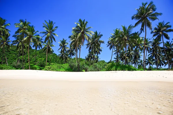 Palm trees at a tropical beach — Stock Photo, Image