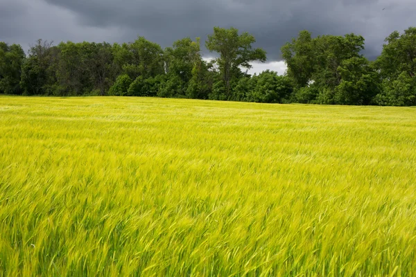 Rogge veld — Stockfoto