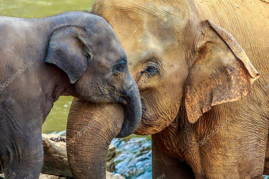 ᐈ Baby Animals Stock Pictures Royalty Free Baby Elephant Photos Download On Depositphotos ᐈ Baby Animals Stock Pictures Royalty Free Baby Elephant Photos Download On Depositphotos