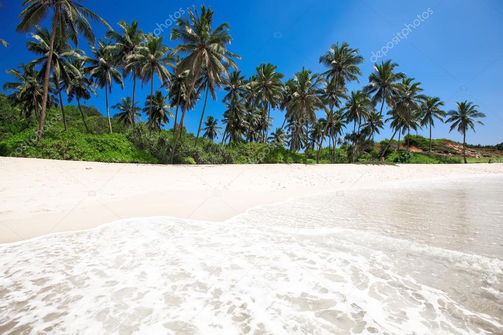 Palm trees at a tropical beach