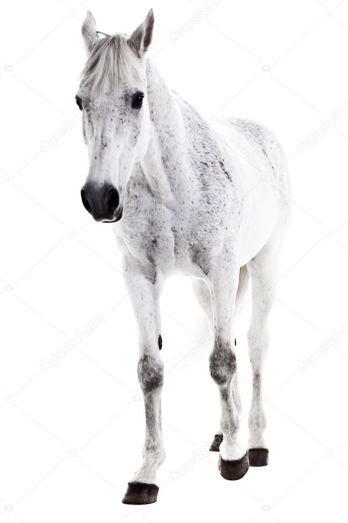 White horse isolated on white