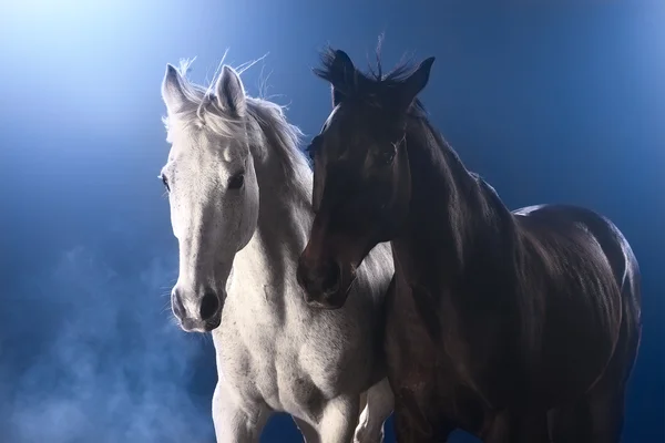 Cavalos em nevoeiro — Fotografia de Stock