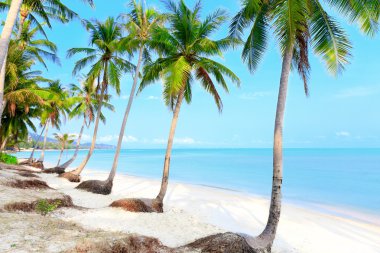 Tropical beach with palms clipart