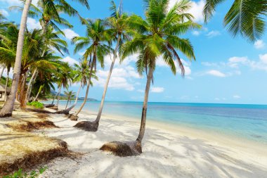 Tropical beach with palms clipart