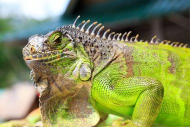 Yeşil iguana