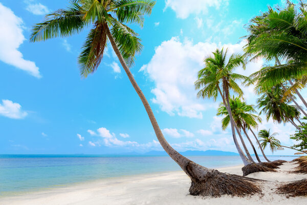 тропический пляж с пальмами