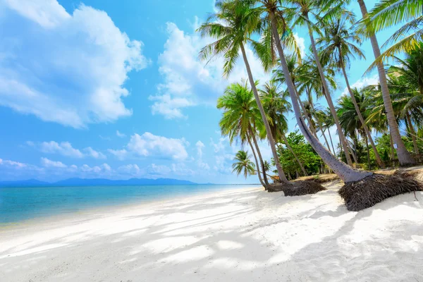 Tropical beach with palms — Stock Photo, Image