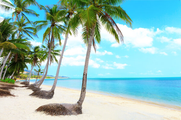 Tropical beach with palms