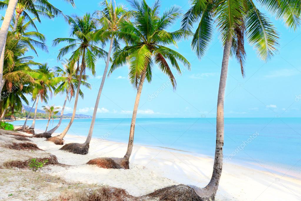 Tropical beach with palms