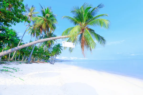 Tropical beach with palms — Stock Photo, Image