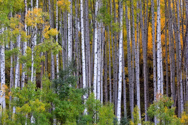 Witte aspen bomen in autum — Stockfoto