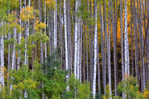 Copaci albi aspen în toamnă — Fotografie, imagine de stoc