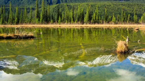 Lago canadiano calmo e pitoresco — Vídeo de Stock