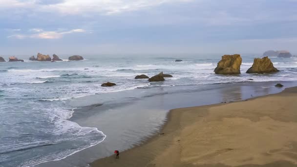 Surfen op de Pacific Coast — Stockvideo