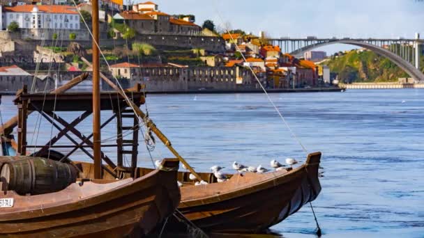 Traditionella transport båtar i Porto — Stockvideo