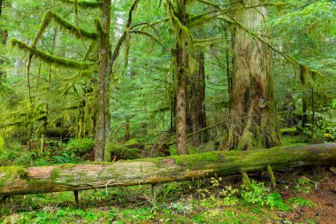 Oregon yağmur ormanı
