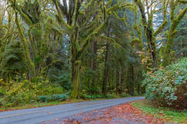Hoh Rainforest yola