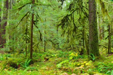 Oregon yağmur ormanı