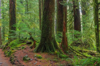 Oregon yağmur ormanı