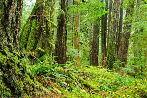 Дождевой лес в Орегоне — стоковое фото