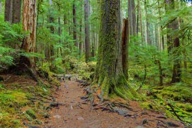 Oregon yağmur ormanı