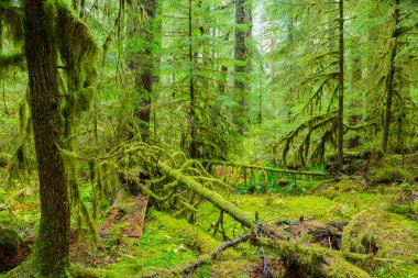 Oregon yağmur ormanı