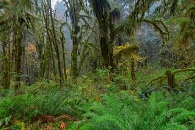 Hoh Rainforest görünümü