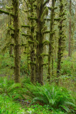 Hoh Rainforest görünümü