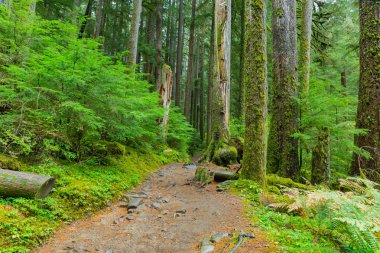 Oregon yağmur ormanı