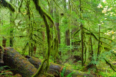 Oregon yağmur ormanı