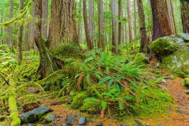 Oregon yağmur ormanı