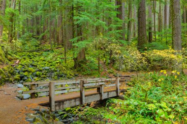 Oregon yağmur ormanı