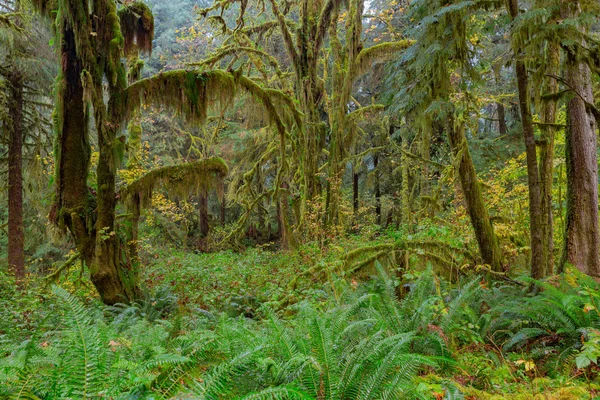 HOH Rainforest zobrazení — Stock fotografie