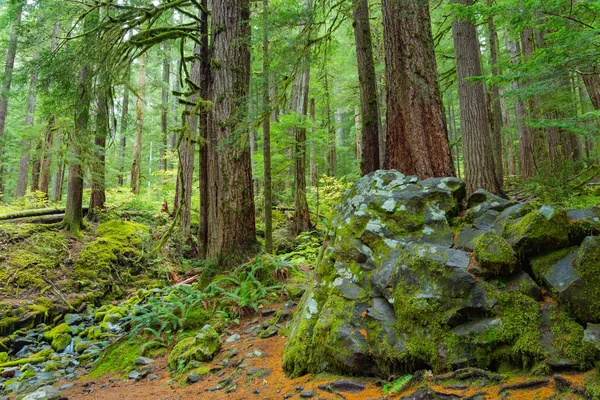 Bosque lluvioso en Oregon — Foto de Stock