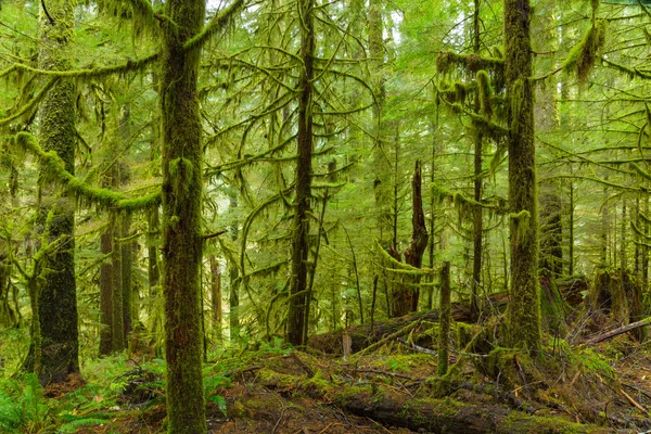Floresta tropical em Oregon — Fotografia de Stock