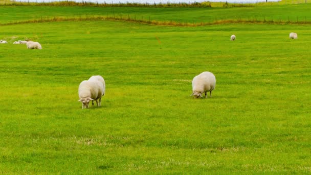 Овцы пасутся на зеленом поле — стоковое видео