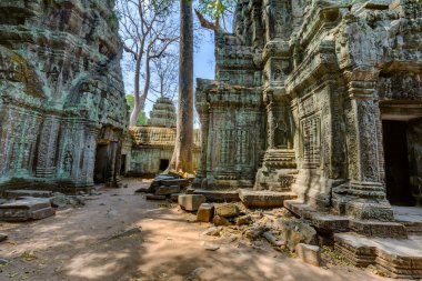 Angkor wat, Kamboçya. ta prohm Turkish antik Budist tapınağı.