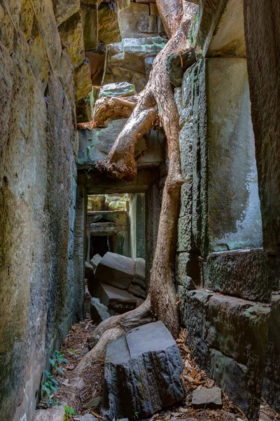 Kambodže Angkor wat. Ta prohm Khmerská starověké buddhistický chrám. — Stock fotografie