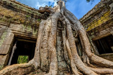 Angkor wat, Kamboçya. ta prohm Turkish antik Budist tapınağı.