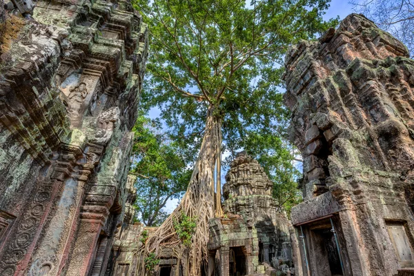 Angkor wat Kambodja. ta prohm khmer antika buddhistiska tempel. — Stockfoto