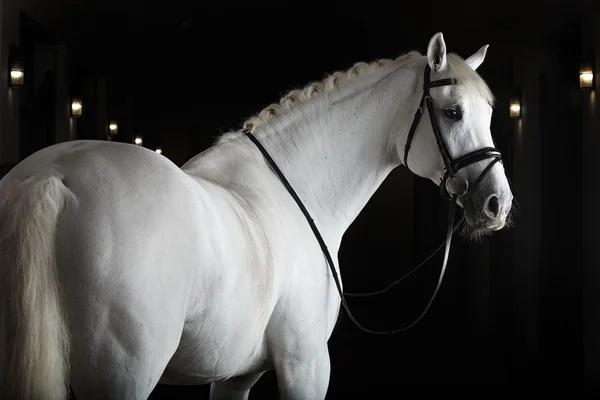 Білий кінь на чорному тлі — стокове фото