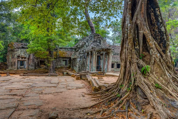 Angkor Wat Camboya. Ta Prohm Khmer antiguo templo budista . —  Fotos de Stock