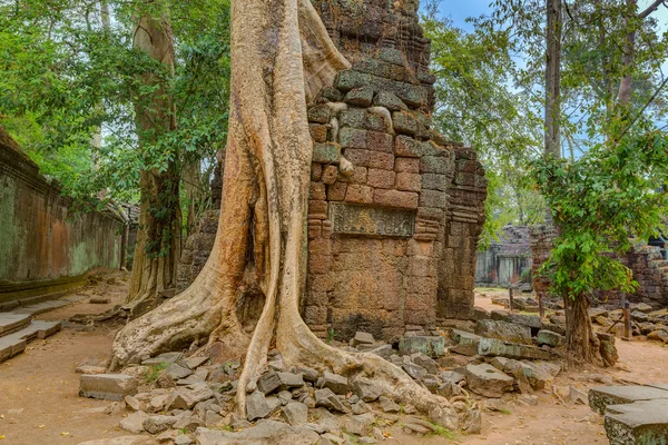 Angkor Wat Camboja. Ta Prohm Khmer templo budista antigo . — Fotografia de Stock