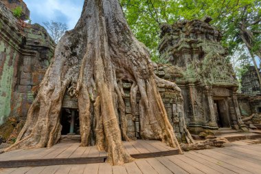 Angkor wat, Kamboçya. ta prohm Turkish antik Budist tapınağı.