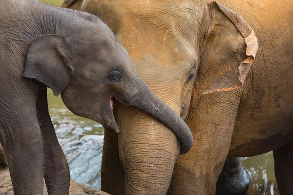 象と象の赤ちゃん — ストック写真