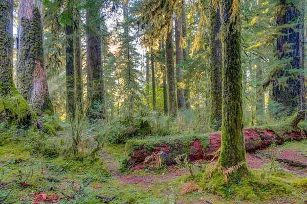 Hoh Rainforest görünümü — Stok fotoğraf